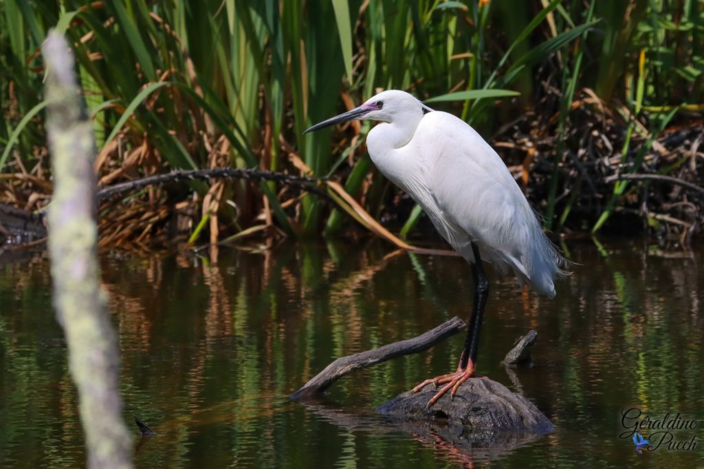 Aigrette garzette version nuptiale - Reserve ornithologique du Teich