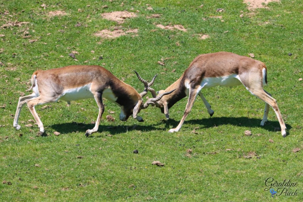 Antilope cervicapre - Zoo de Cerza Parc des safaris à Hermival-les-Vaux