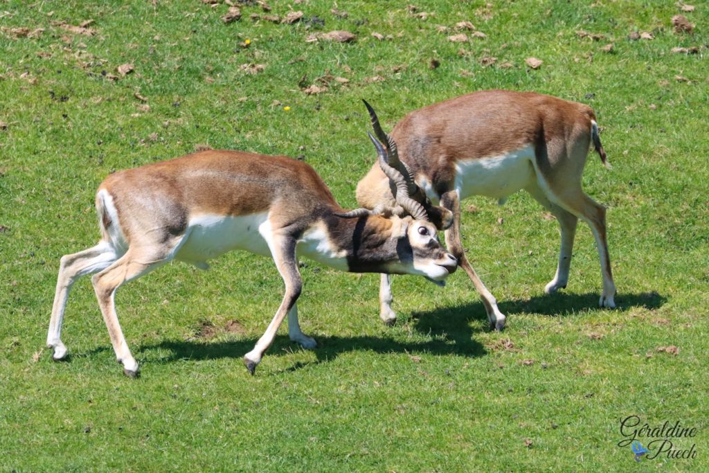 Antilope cervicapre - Zoo de Cerza Parc des safaris à Hermival-les-Vaux