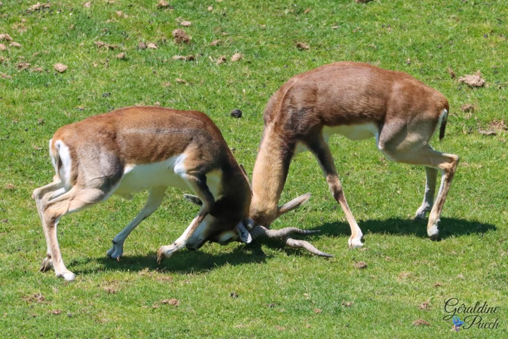 Antilope cervicapre - Zoo de Cerza Parc des safaris à Hermival-les-Vaux