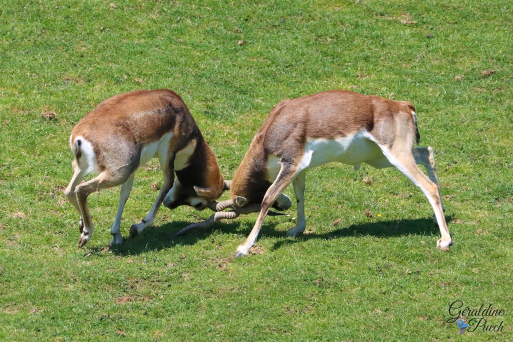 Antilope cervicapre - Zoo de Cerza Parc des safaris à Hermival-les-Vaux