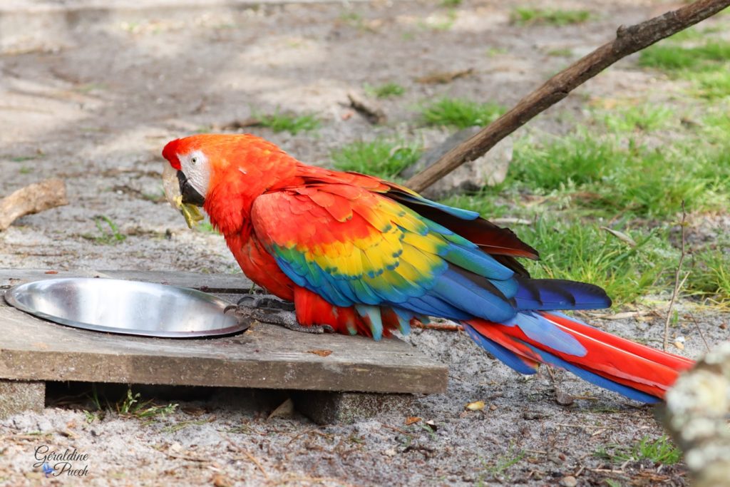 Ara - Zoo de Bordeaux Pessac