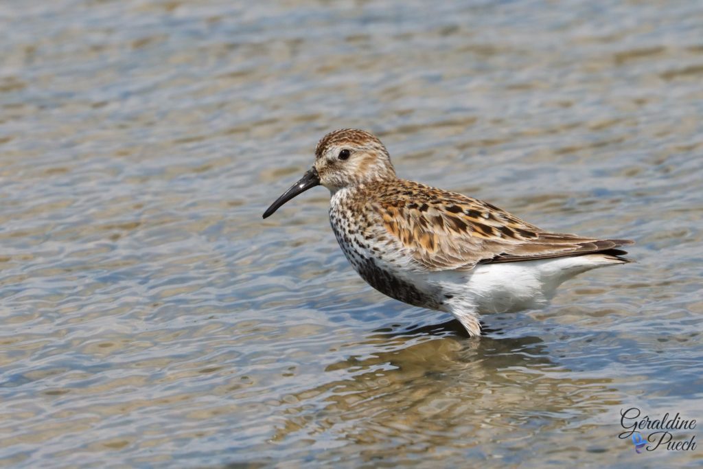 Bécasseau variable - Reserve ornithologique du Teich