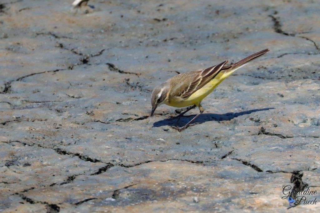 Bergeronnette printanière - Reserve ornithologique du Teich