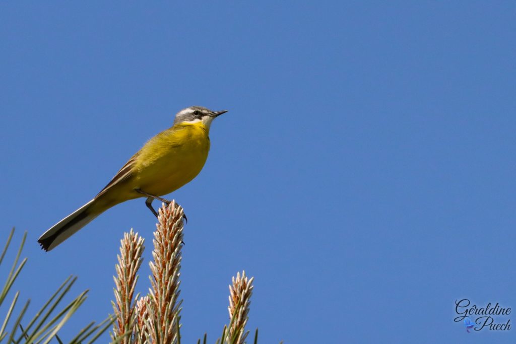 Bergeronnette printanière - Reserve ornithologique du Teich