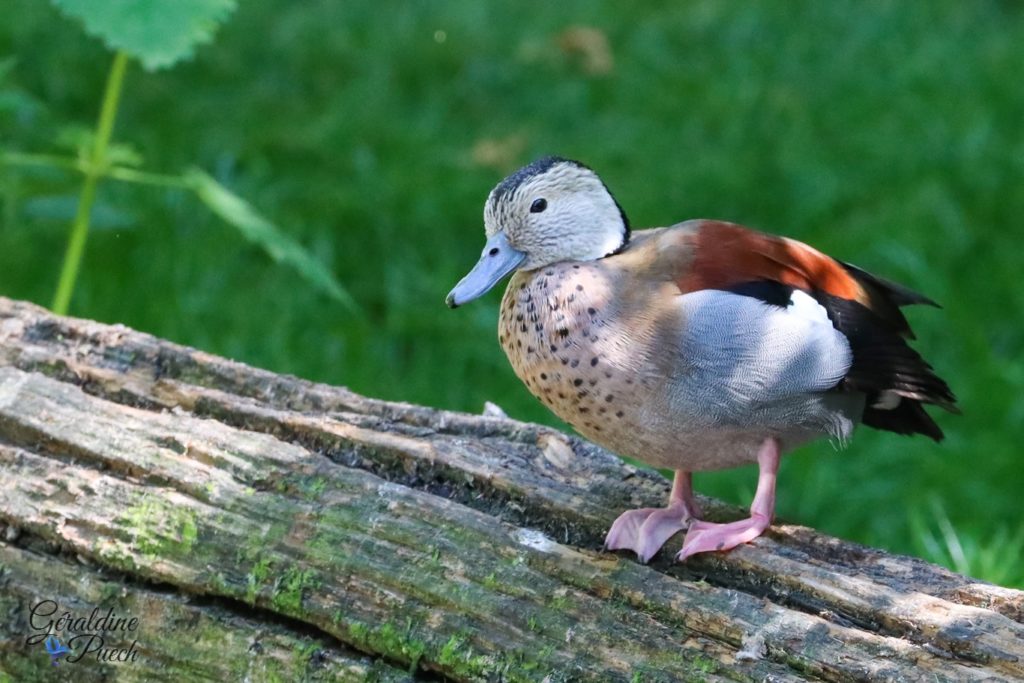 Canard à collier noir - Zoo de Cerza Parc des safaris à Hermival-les-Vaux