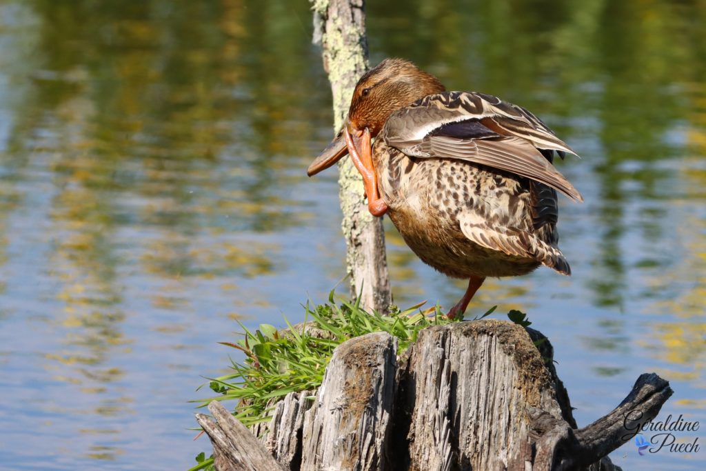 Canard colvert femelle - Reserve ornithologique du Teich