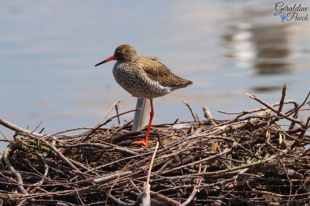 Chevaler gambette - Reserve ornithologique du Teich