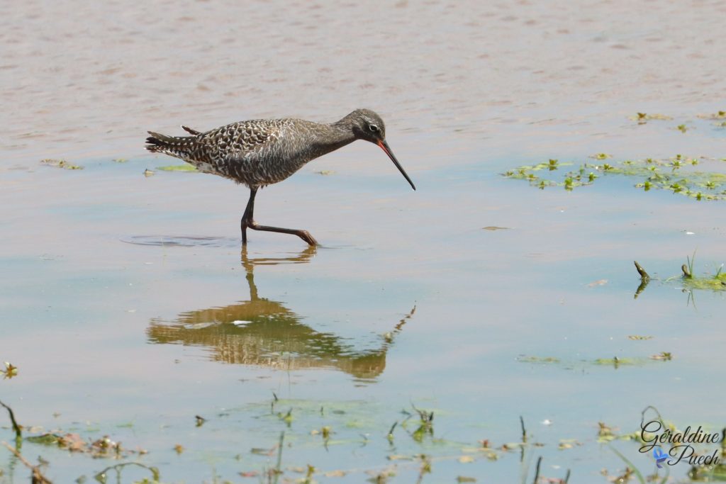 Chevalier arlequin - Reserve ornithologique du Teich