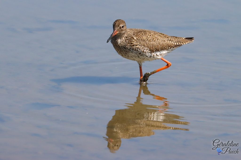 Chevalier gambette 20220507 - Reserve ornithologique du Teich