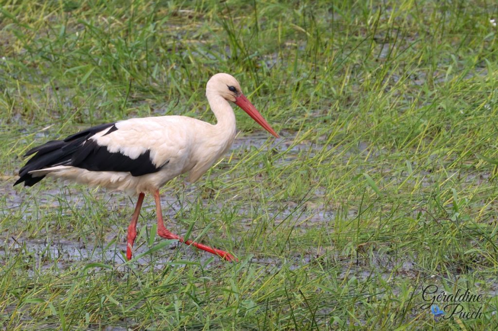 Cigogne - Marais de Grée