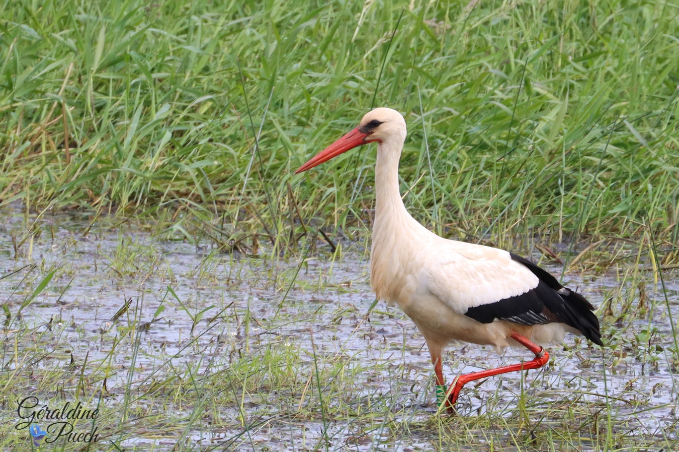 Cigogne - Marais de Grée