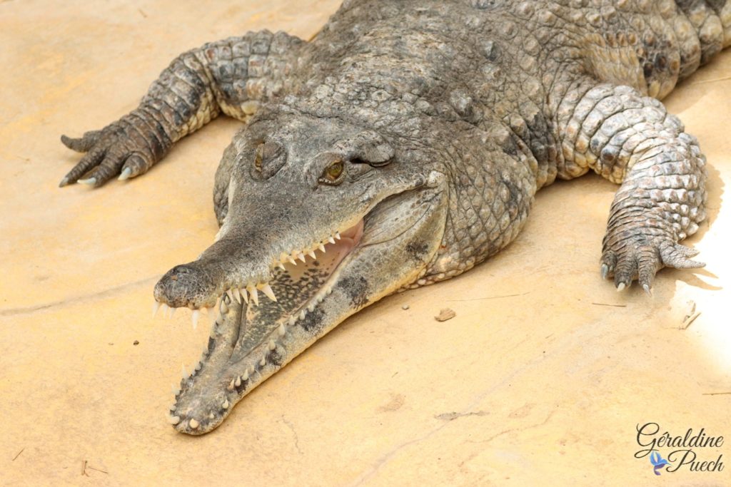 Crocodile à nez allongé d'Afrique 20220518 - Biotropica les jardins animaliers à Val-de-Reuil