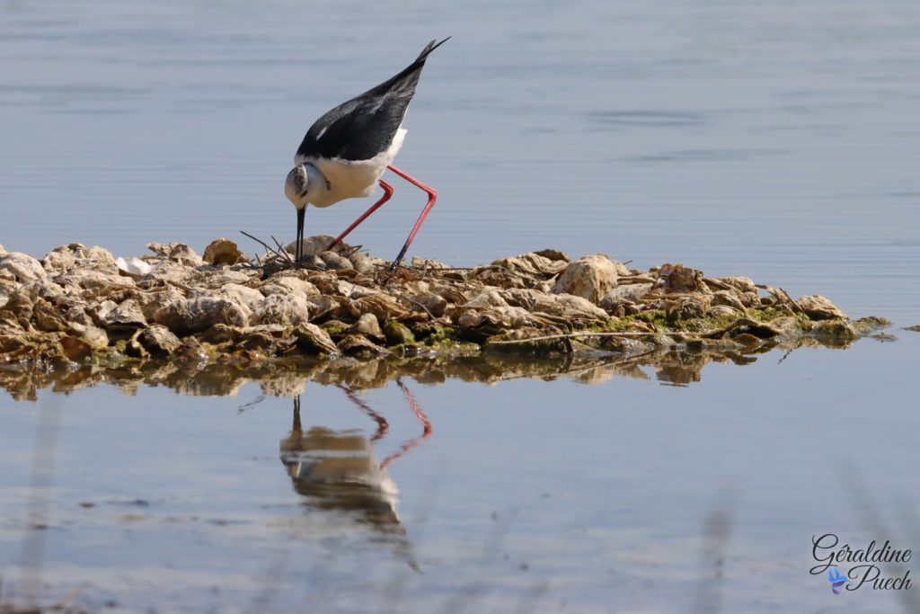 Echasse blanche - Reserve ornithologique du Teich