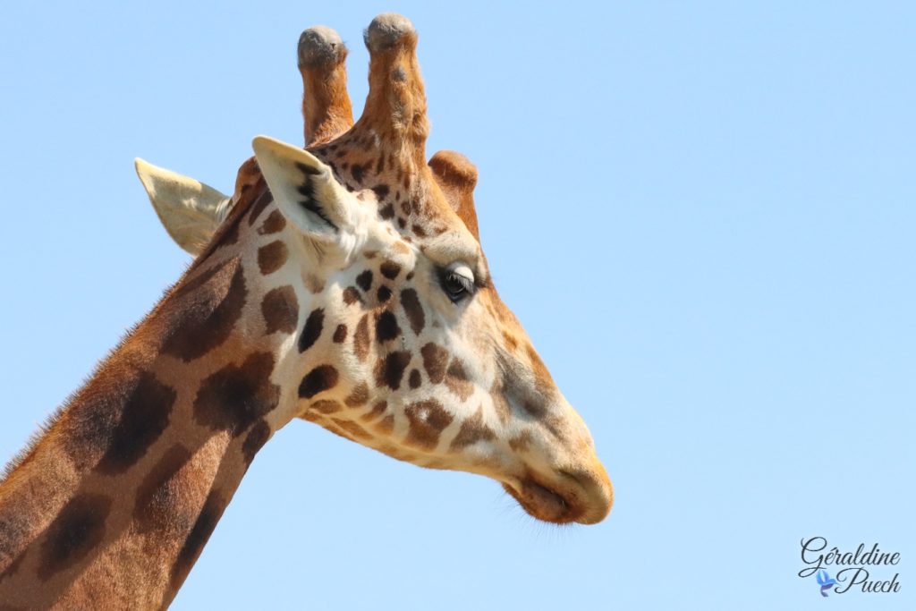 Girafe 20220517 - Zoo de Cerza Parc des safaris à Hermival-les-Vaux