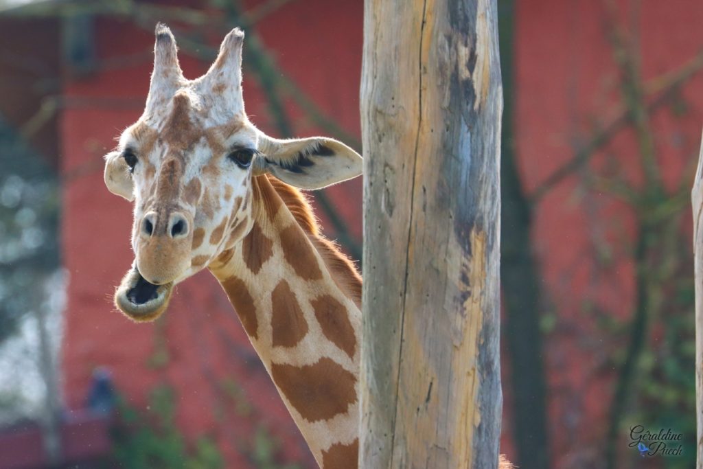 Girafe - Zoo de Bordeaux Pessac