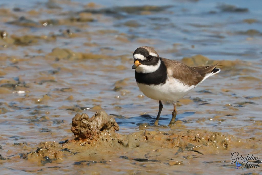 Grand Gravelot 20220507 - Reserve ornithologique du Teich