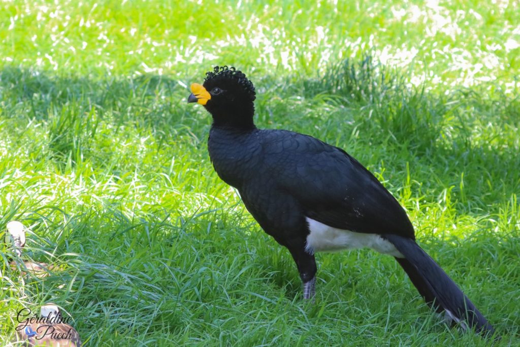 Hocco alector 20220517 - Zoo de Cerza Parc des safaris à Hermival-les-Vaux