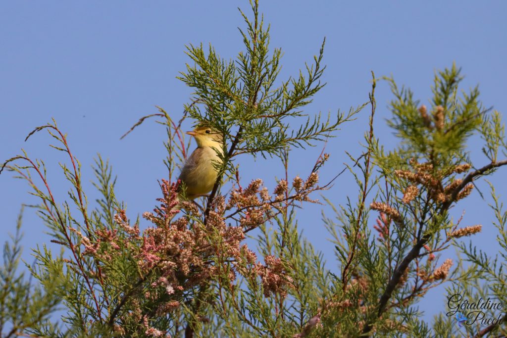 Hypolaïs polyglotte 20220507 - Reserve ornithologique du Teich