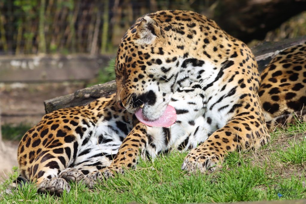 Jaguar - Zoo de Bordeaux Pessac