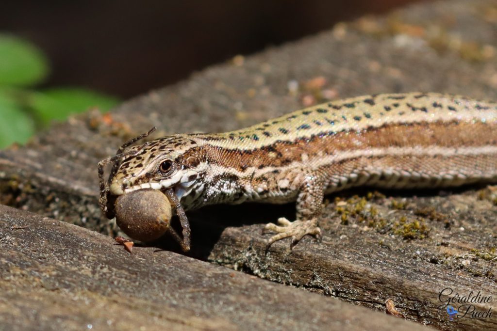 Lézard des murailles qui mange une araignée reserve-ornithologique-du-teich