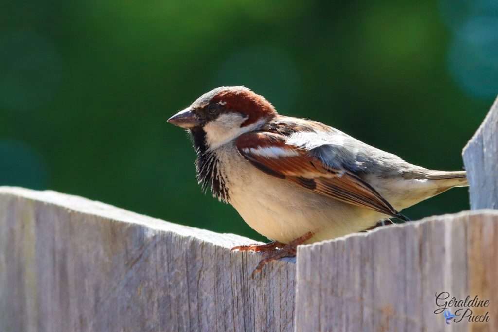 Moineau domestique - Zoo de Cerza Parc des safaris à Hermival-les-Vaux