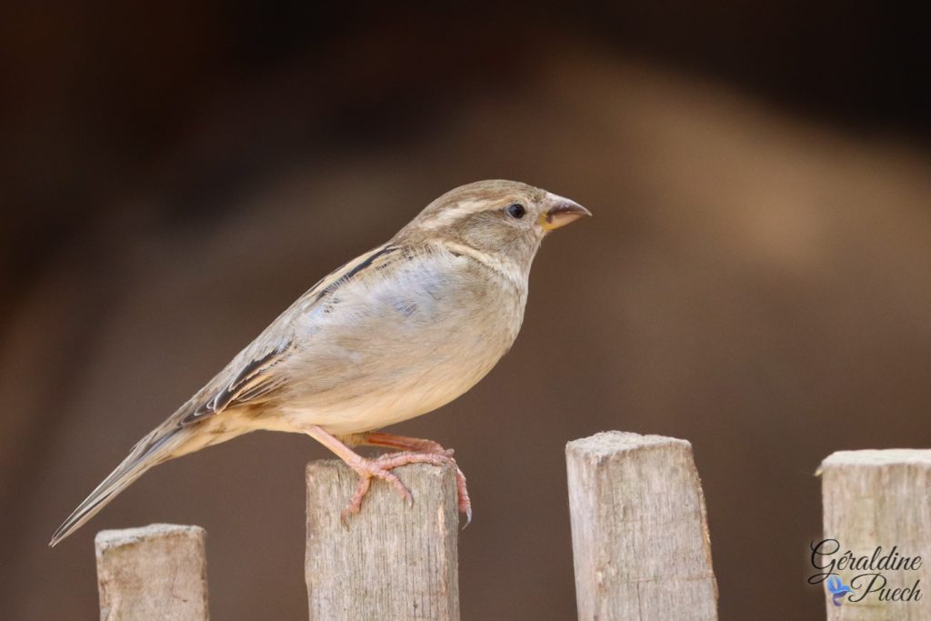 Moineau domestique femelle 20220518 - Biotropica les jardins animaliers à Val-de-Reuil