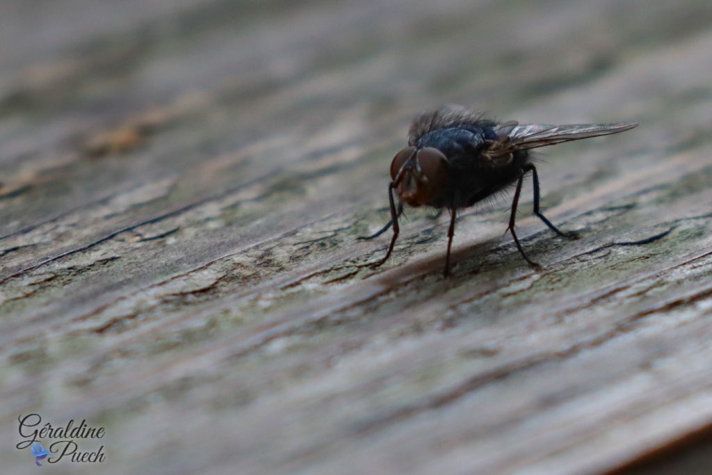 Mouche - Marais de Grée