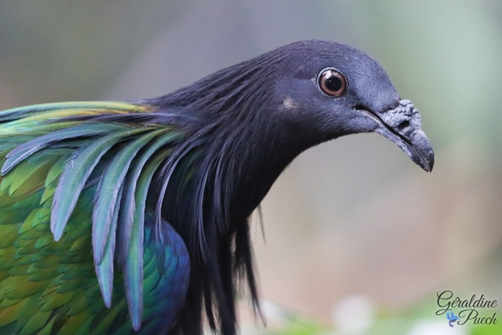 Nicobar à camail 20220518 - Biotropica les jardins animaliers à Val-de-Reuil