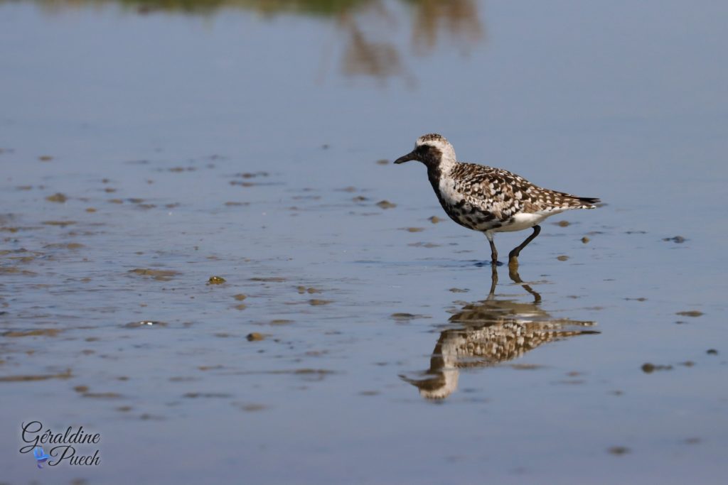 Pluvier argenté - Reserve ornithologique du Teich