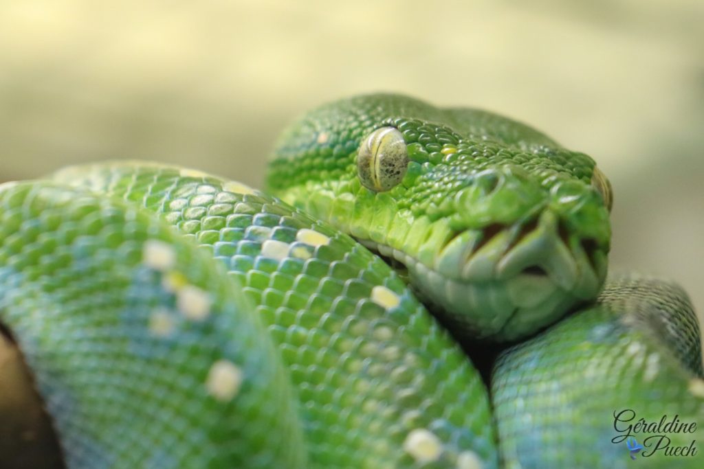 Python émeraude 20220518 - Biotropica les jardins animaliers à Val-de-Reuil