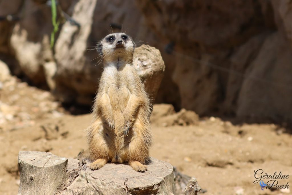 Suricate 20220518 - Biotropica les jardins animaliers à Val-de-Reuil