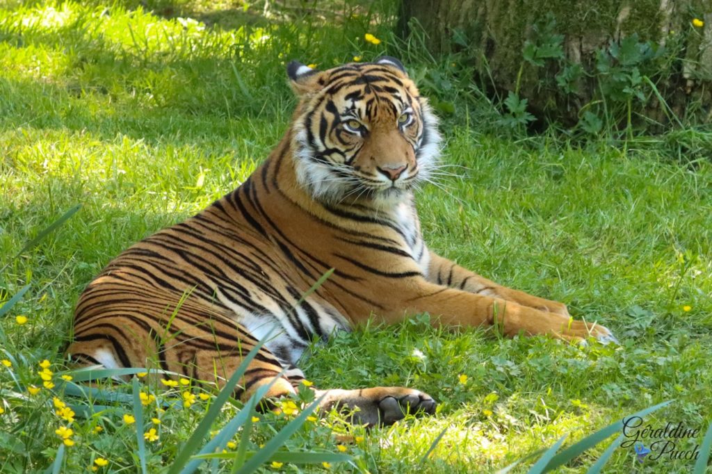 Tigre de Sumatra - Zoo de Cerza Parc des safaris à Hermival-les-Vaux