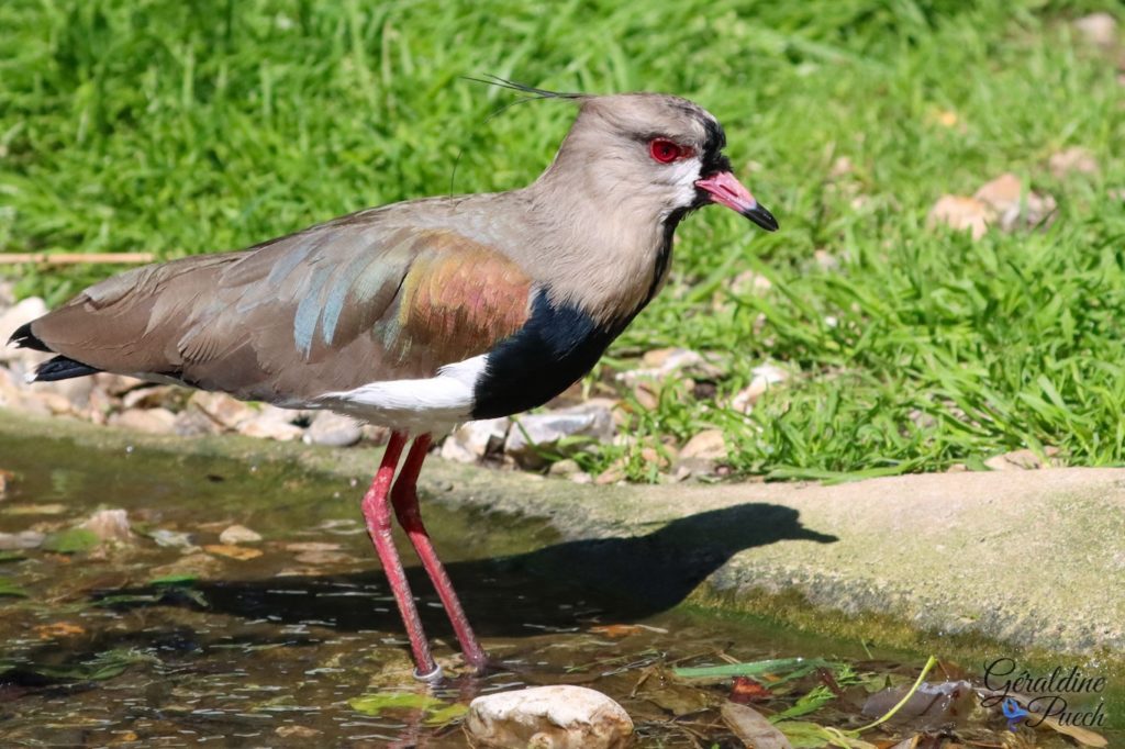 Vanneau du chili - Zoo de Cerza Parc des safaris à Hermival-les-Vaux