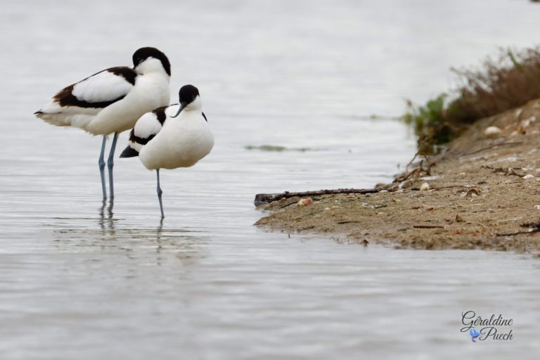 Avocettes élégantes - Île de Noirmoutier, Polder de Sébastopol