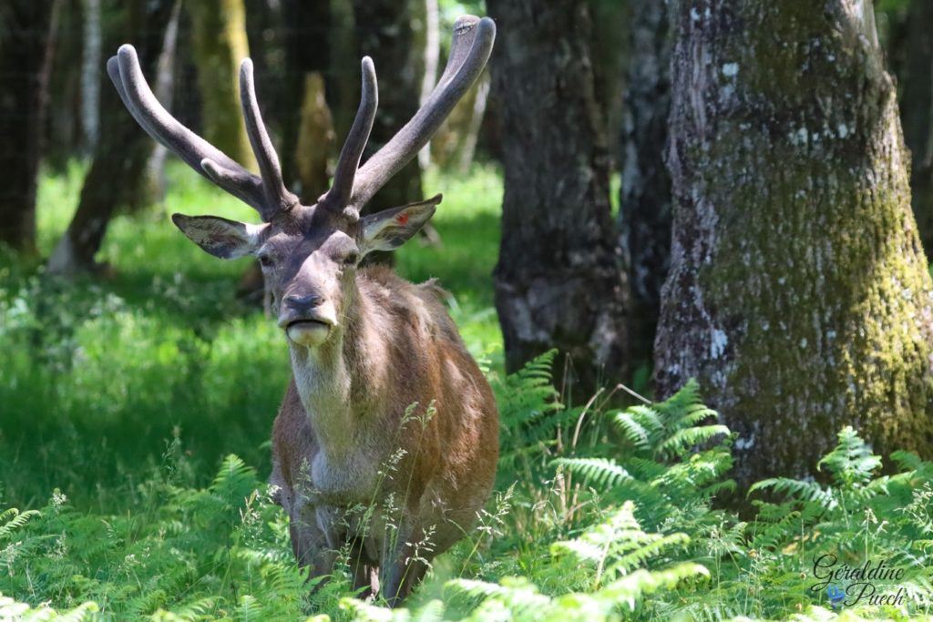 Cerf Elaphe - Réserve zoologique de la Haute Touche