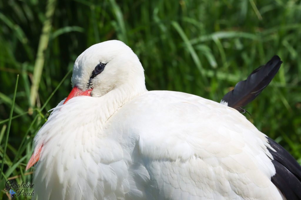 Cigogne - Réserve zoologique de la Haute Touche