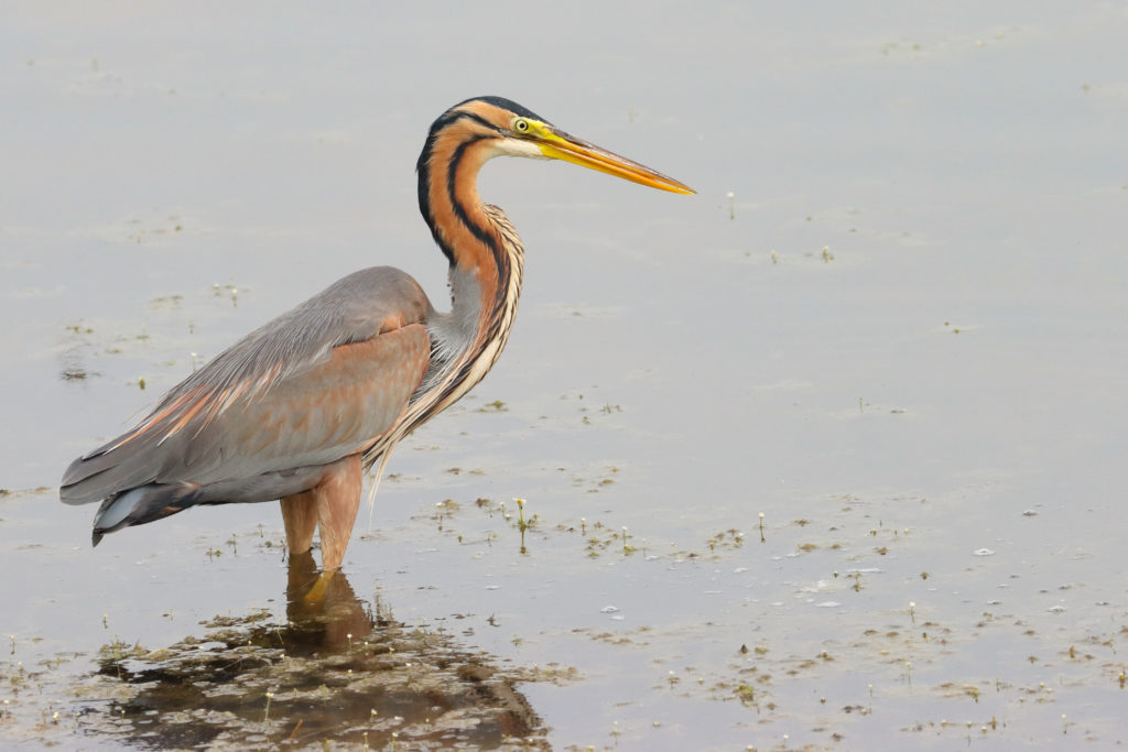 Héron pourpré - Parc naturel de la Brenne