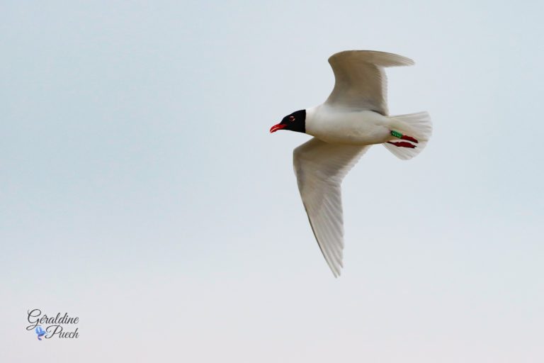 Mouette mélanocéphale - Île de Noirmoutier, Polder de Sébastopol