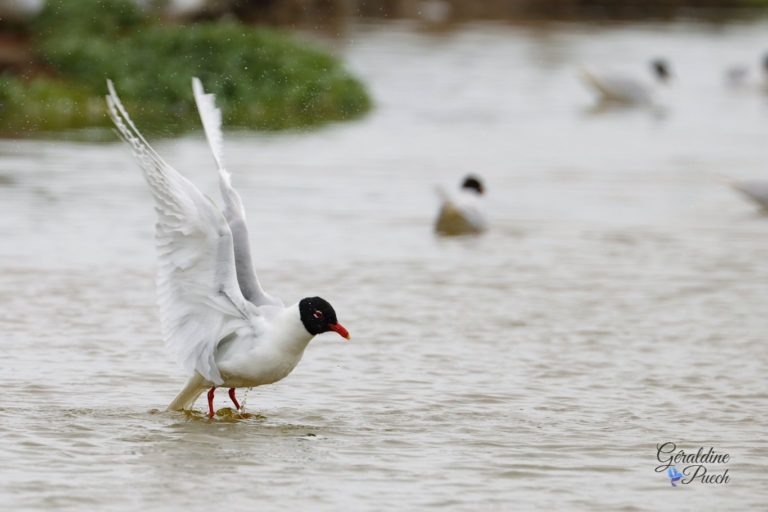 Mouette mélanocéphale - Île de Noirmoutier, Polder de Sébastopol