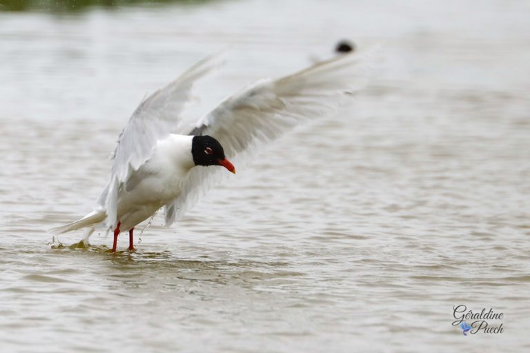 Mouette mélanocéphale - Île de Noirmoutier, Polder de Sébastopol