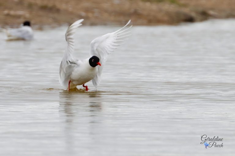 Mouette mélanocéphale - Île de Noirmoutier, Polder de Sébastopol