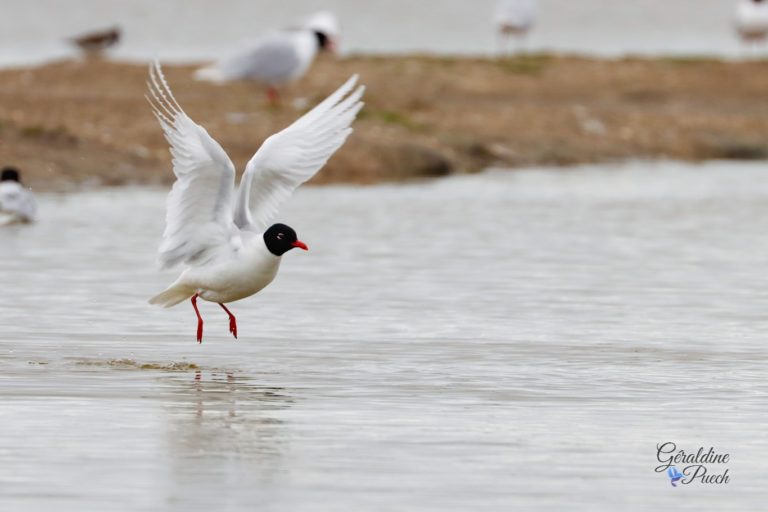 Mouette mélanocéphale - Île de Noirmoutier, Polder de Sebastopol