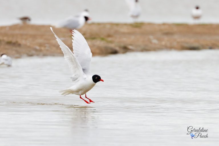 Mouette mélanocéphale - Île de Noirmoutier, Polder de Sébastopol