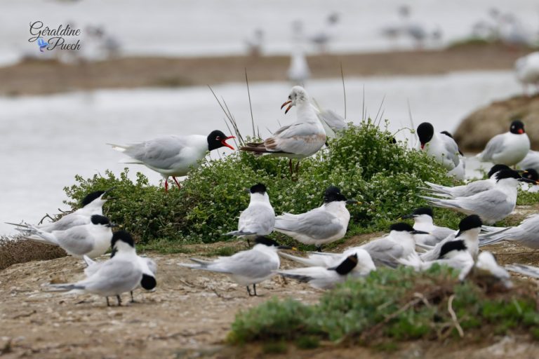 Mouette rieuse juvénile et mouette mélanocéphale - Île de Noirmoutier, Polder Sébastopol