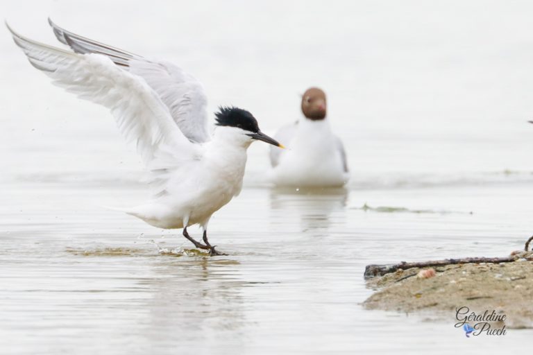 Sterne caugek - Île de Noirmoutier, Polder de Sébastopol