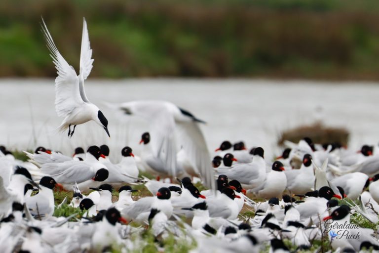 Sterne caugek - Île de Noirmoutier, Polder de Sebastopol