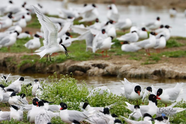 Sterne caugek et groupe mouettes mélanocéphale - Île de Noirmoutier, Polder de sébastopol