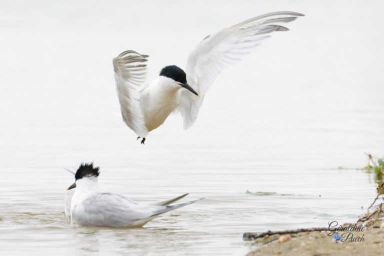 Sternes caugek - Île de Noirmoutier, Polder de Sébastopol