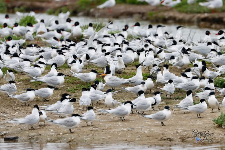 Sternes caugek et un élégant - Île de Noirmoutier, Polder de Sebastopol